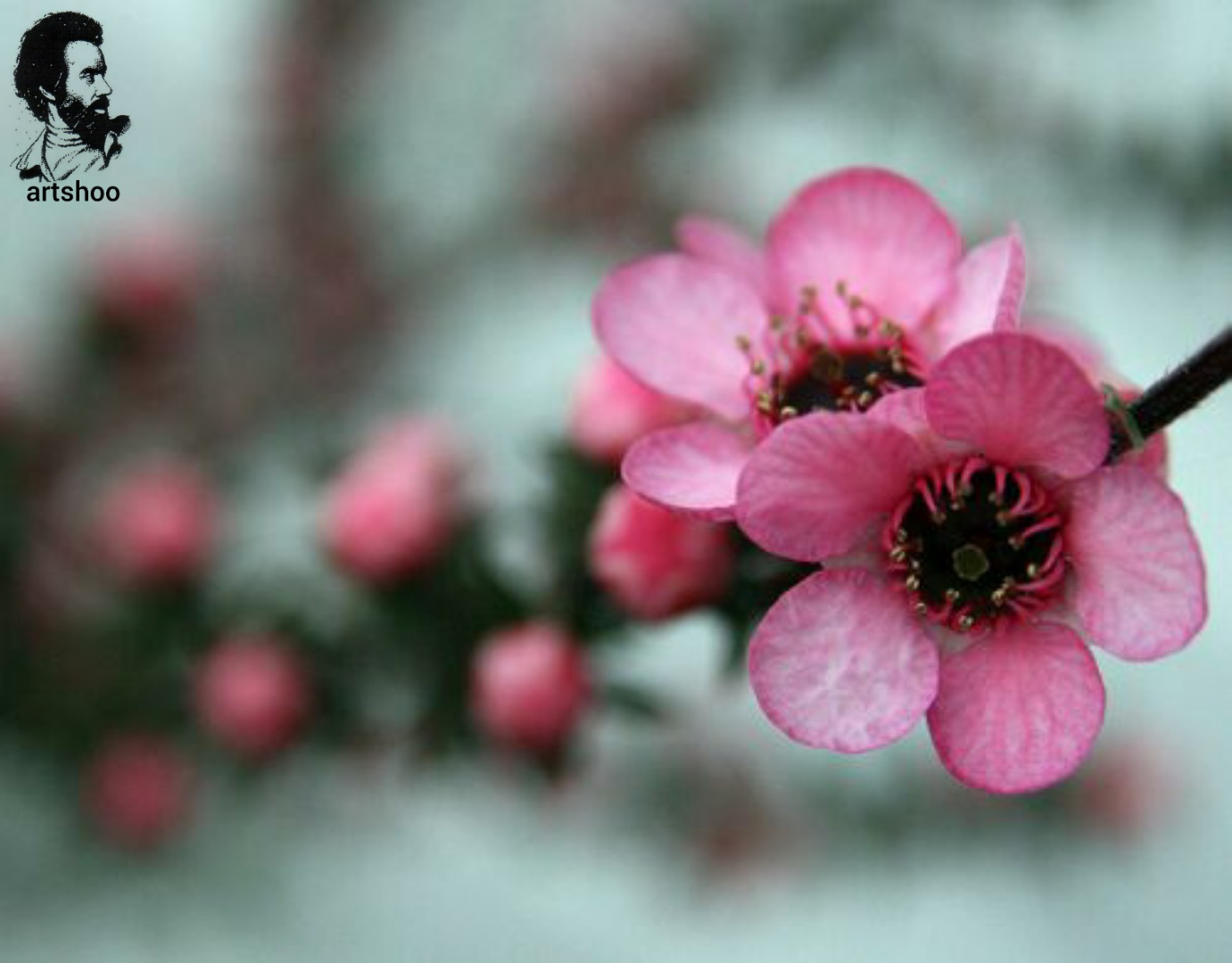 گل اورژینال رنگ روغن